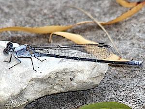 Powdered Dancer Male - Argia moesta